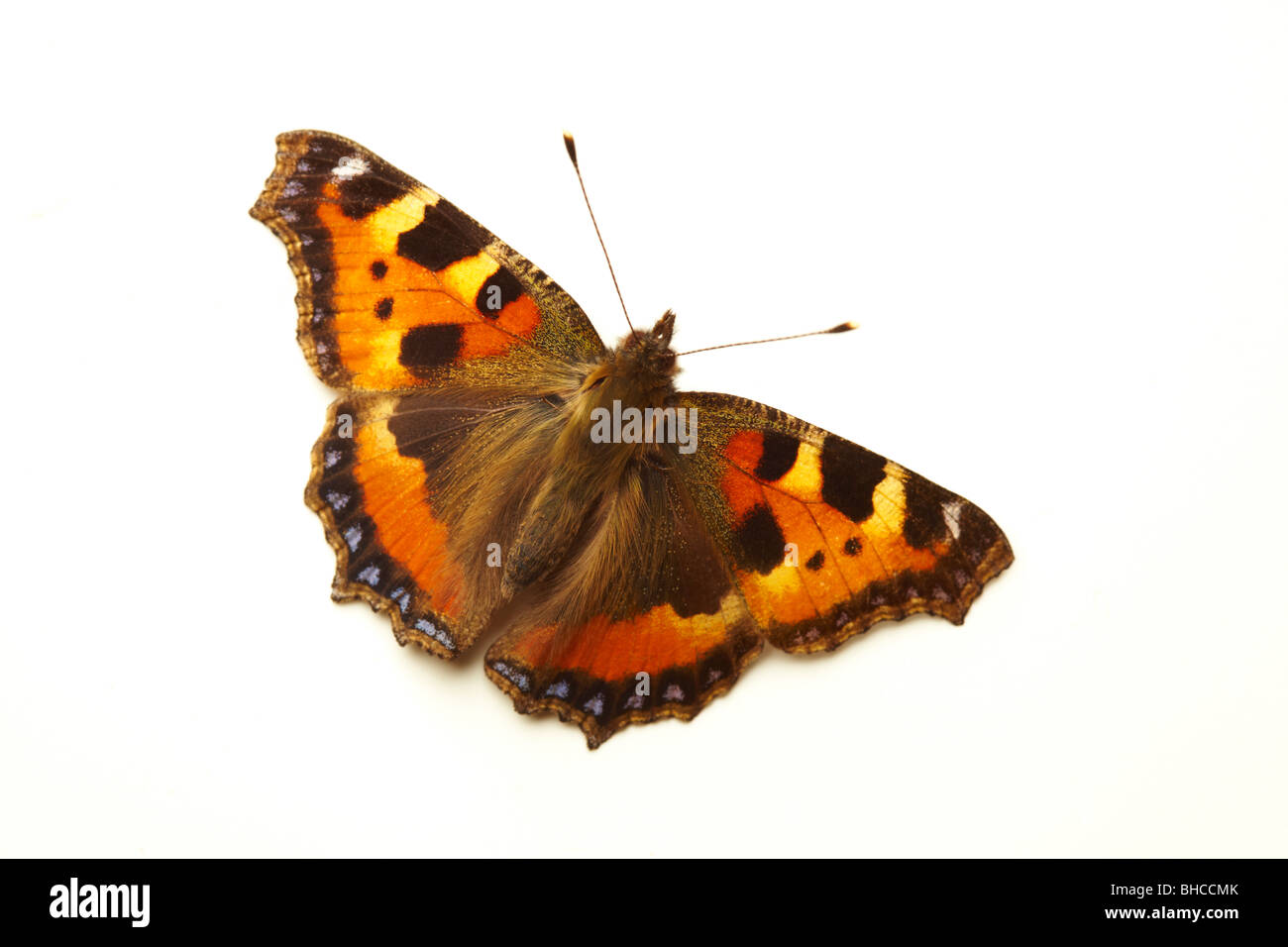 Aglais urticae papillon écaille Banque D'Images