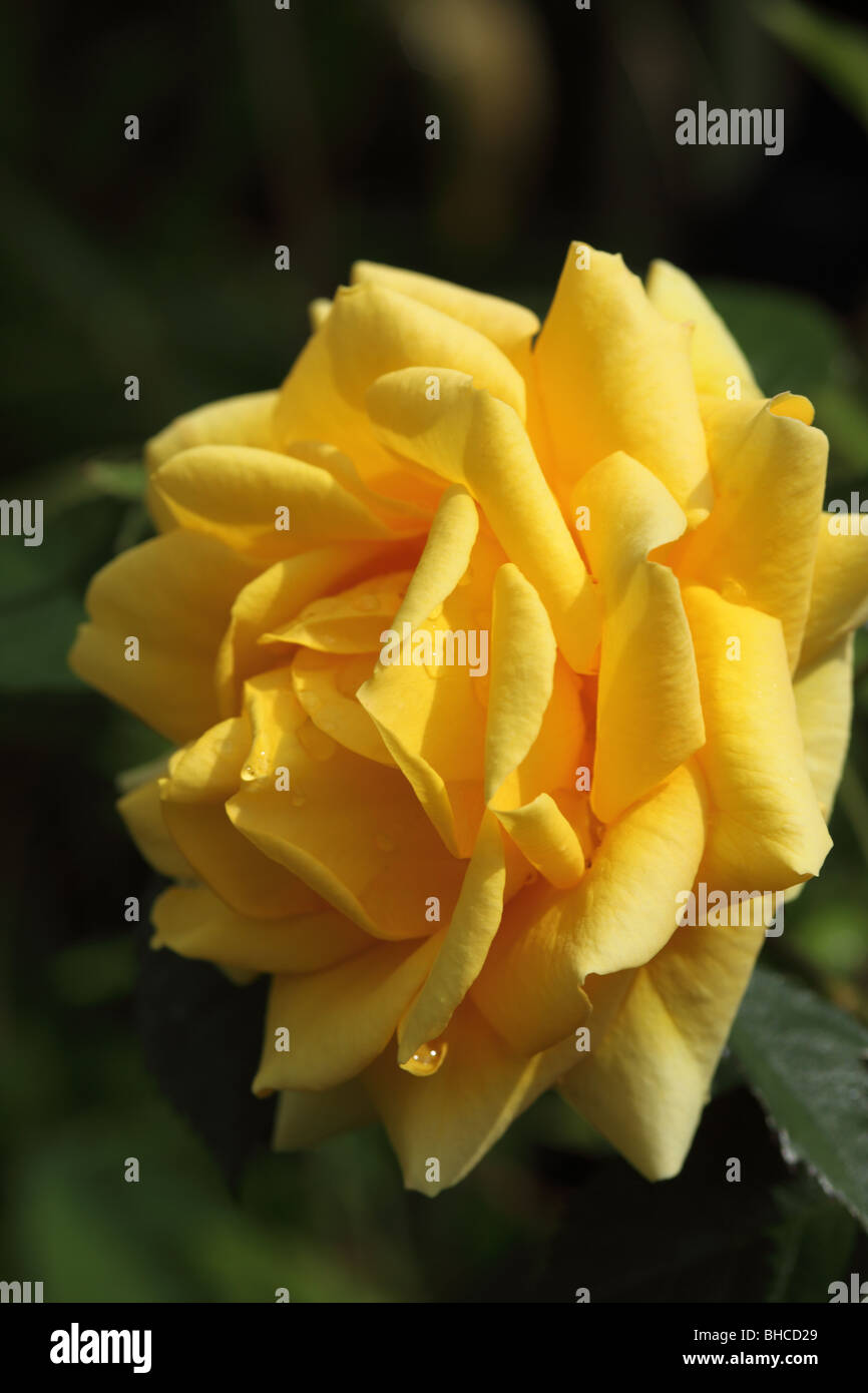 Gros plan d'une belle fleur de rose jaune en juin dans un jardin au Royaume-Uni Banque D'Images