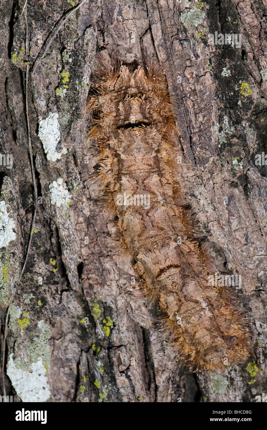 Caterpillar cryptique cachée sur l'écorce des arbres, photographié en Tanzanie, Afrique. Banque D'Images