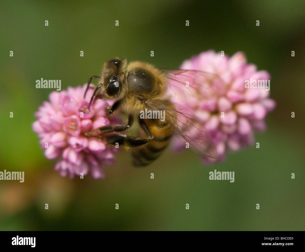 La quête de l'Afrique de l'abeille sur une fleur, photographié en Tanzanie, Afrique. Banque D'Images