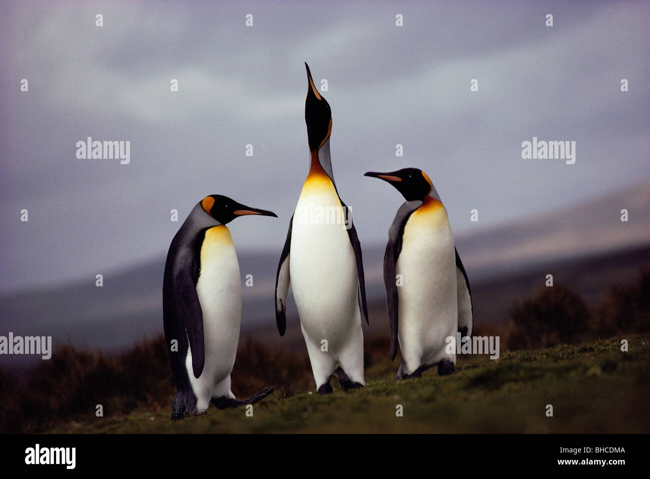 Aptenodytes patagonicus, King Penguins Banque D'Images
