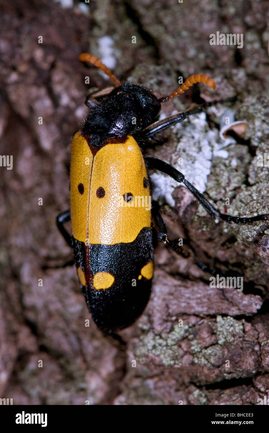 Blister beetle, famille Meloidae, photographié en Tanzanie, Afrique. Banque D'Images