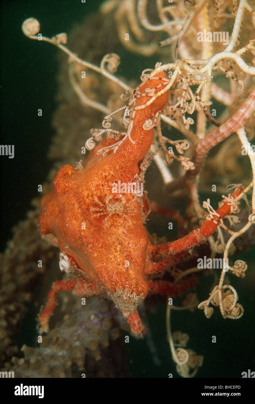 Crabe Décorateur femelle avec de jeunes pris au piège et capturés par un panier star. Banque D'Images