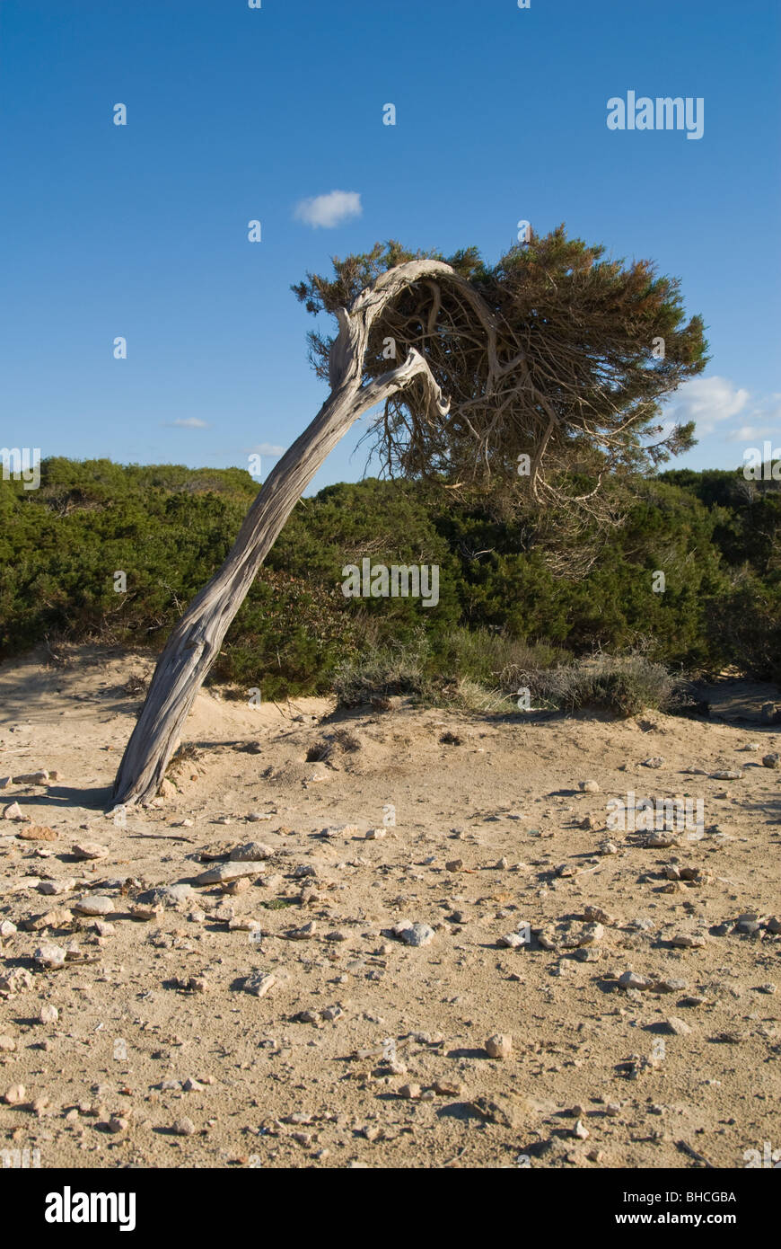 Genévrier phénicien, Juniperus phoenicea Banque D'Images