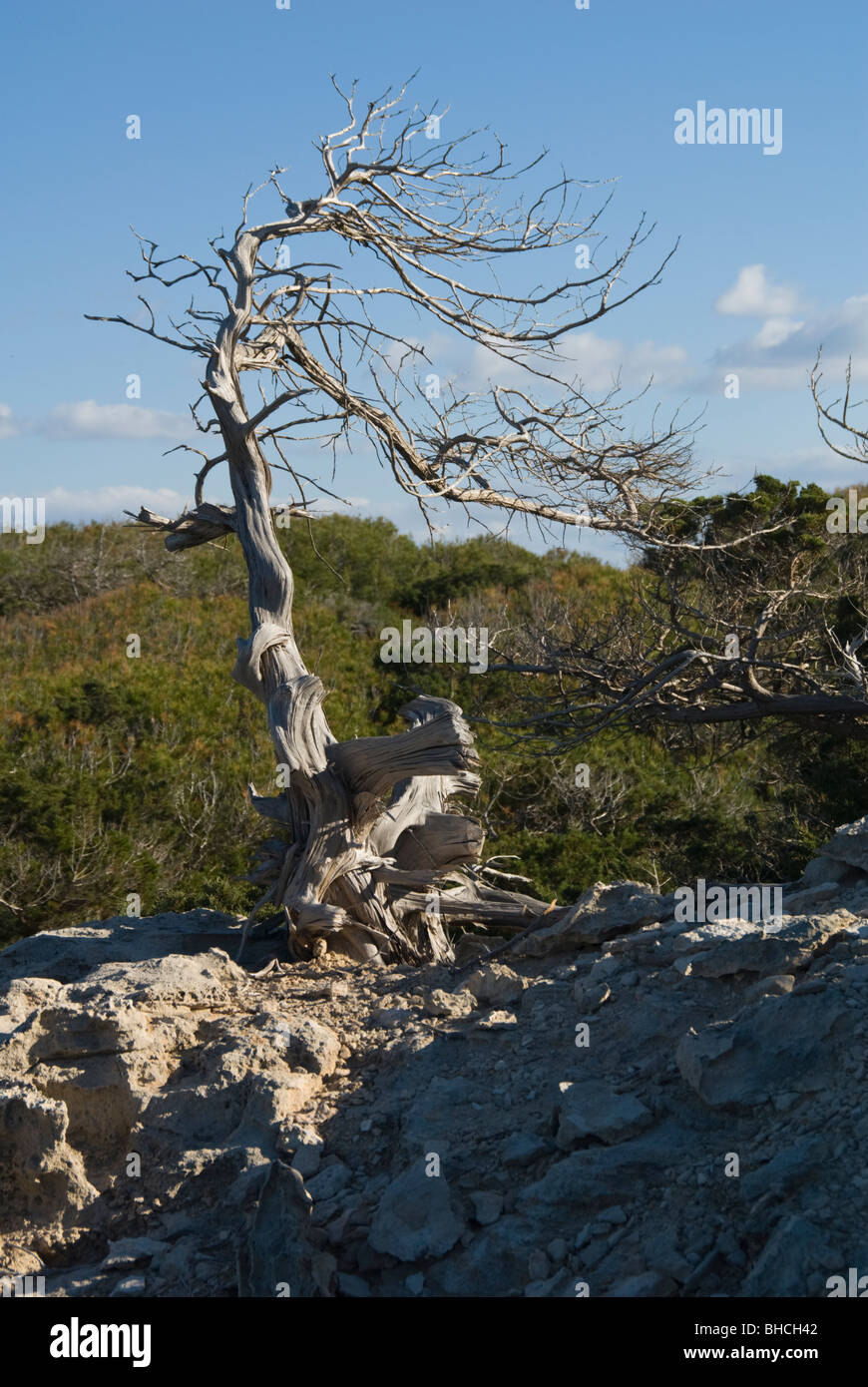 Genévrier phénicien, Juniperus phoenicea Banque D'Images