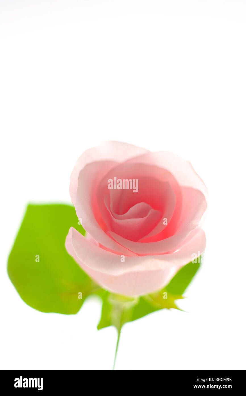 Rose rose Banque D'Images
