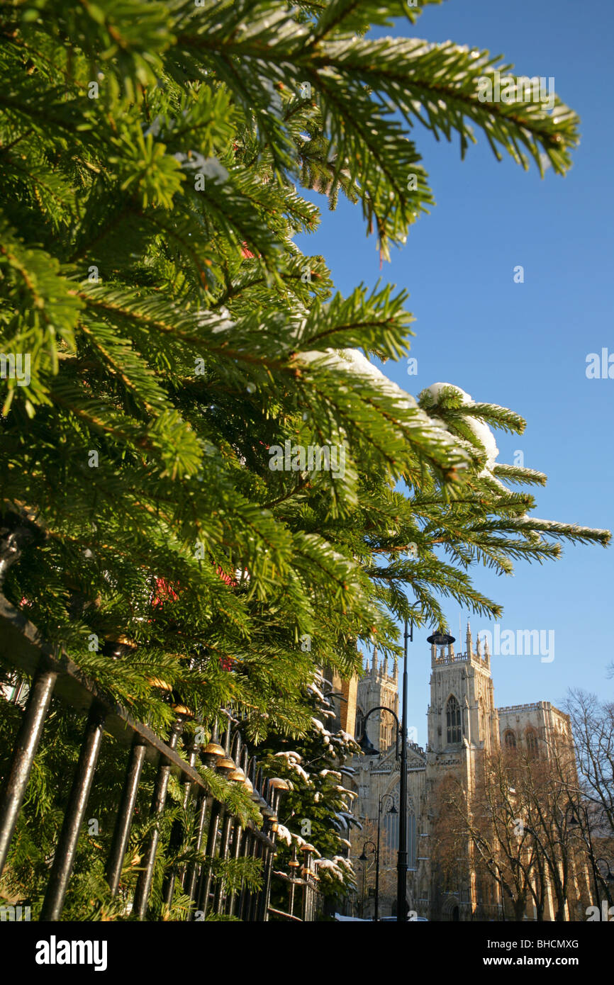 Sapins de Duncombe Place près de la cathédrale de York, York, North Yorkshire, Royaume-Uni. Banque D'Images
