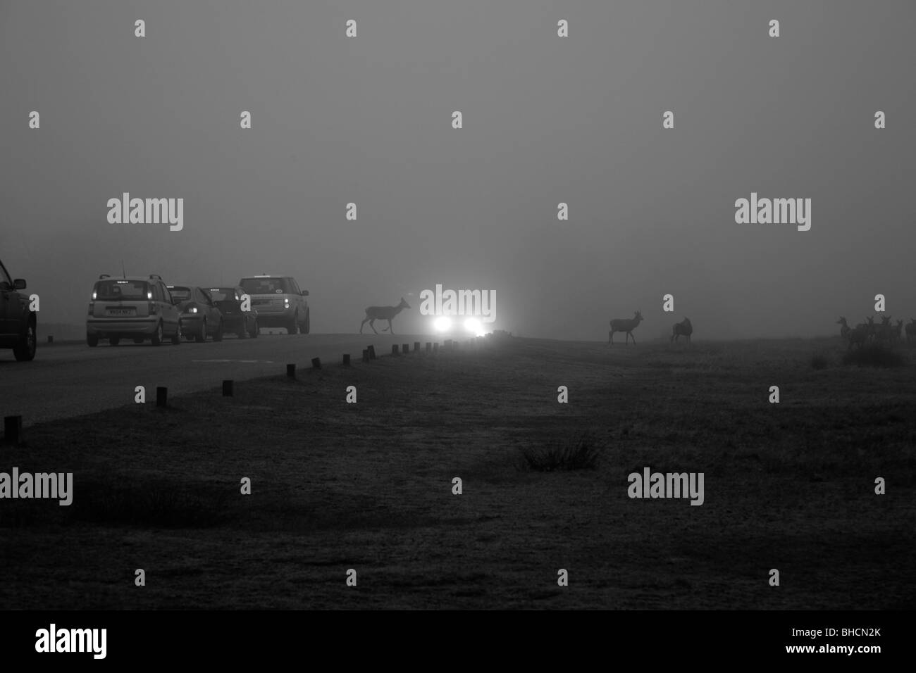 Deer holding up le trafic pendant la traversée de la route dans un brouillard Richmond Park, Richmond, London, UK Banque D'Images