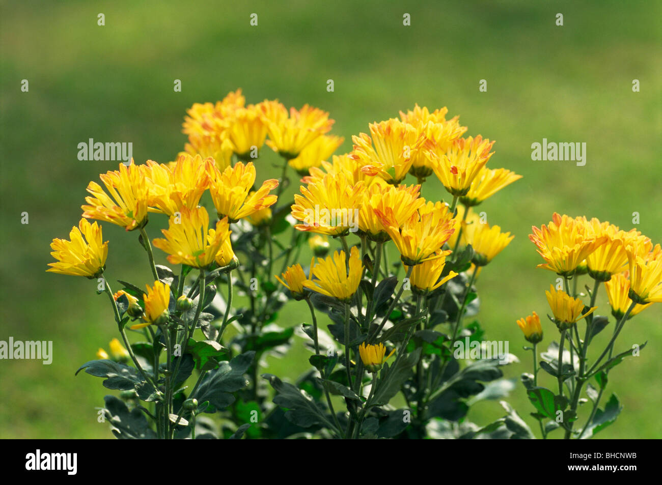 Les fleuristes chrysanthèmes, Close up Banque D'Images