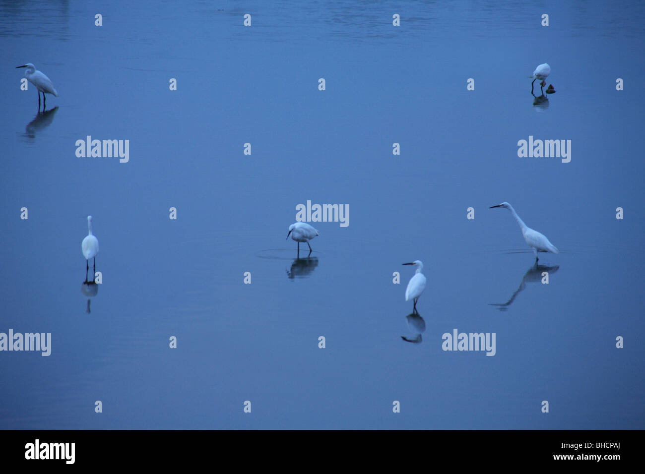Les aigrettes sur surface de l'eau fond bleu ville Préfecture Nara Japon Nara Banque D'Images