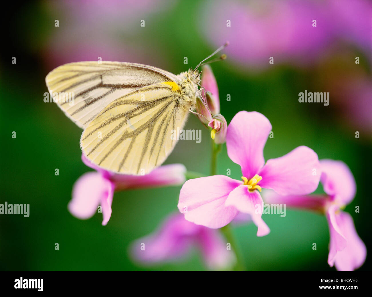Papillon sur fleur de radis japonais. Yokohama, Kanagawa Prefecture, Japan Banque D'Images