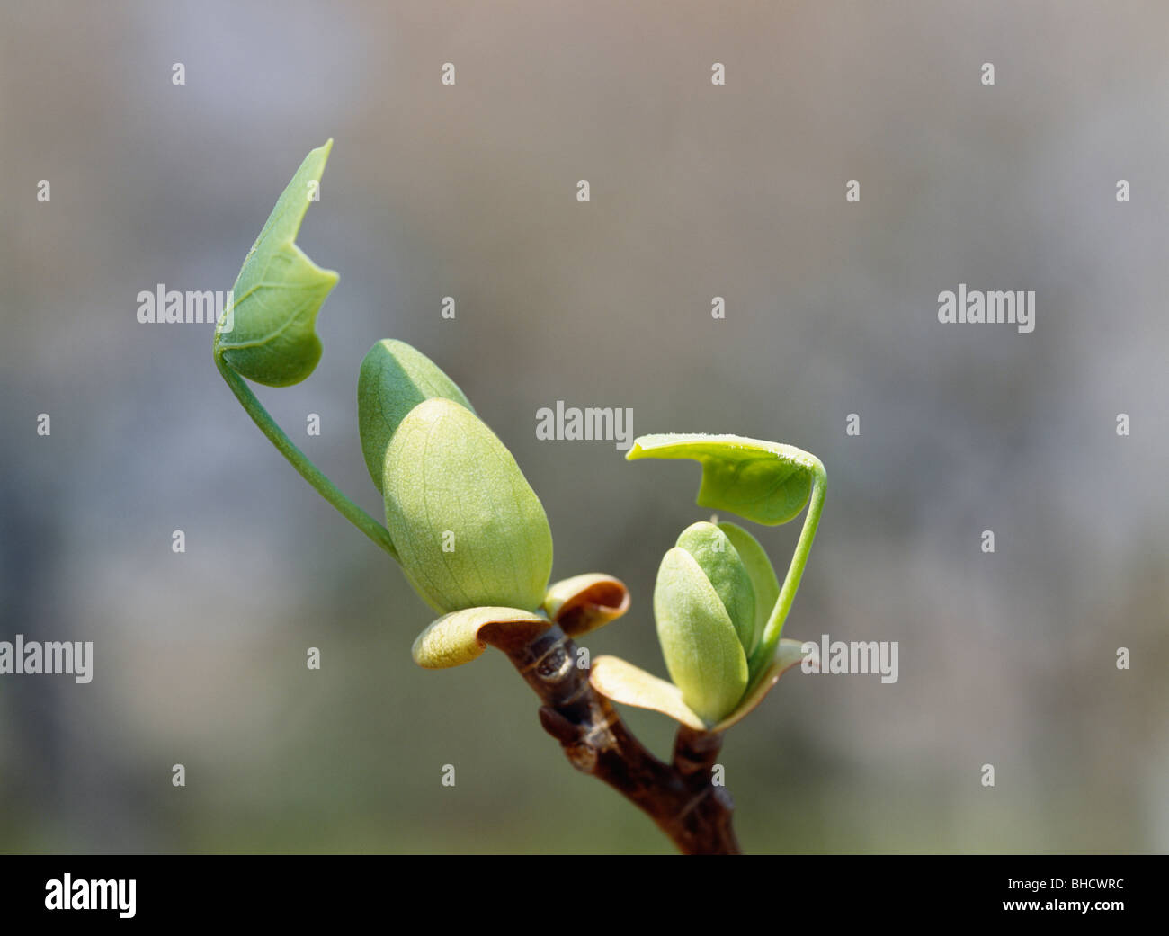Tulip Tree bud. La Préfecture de Tokyo, Japon Banque D'Images