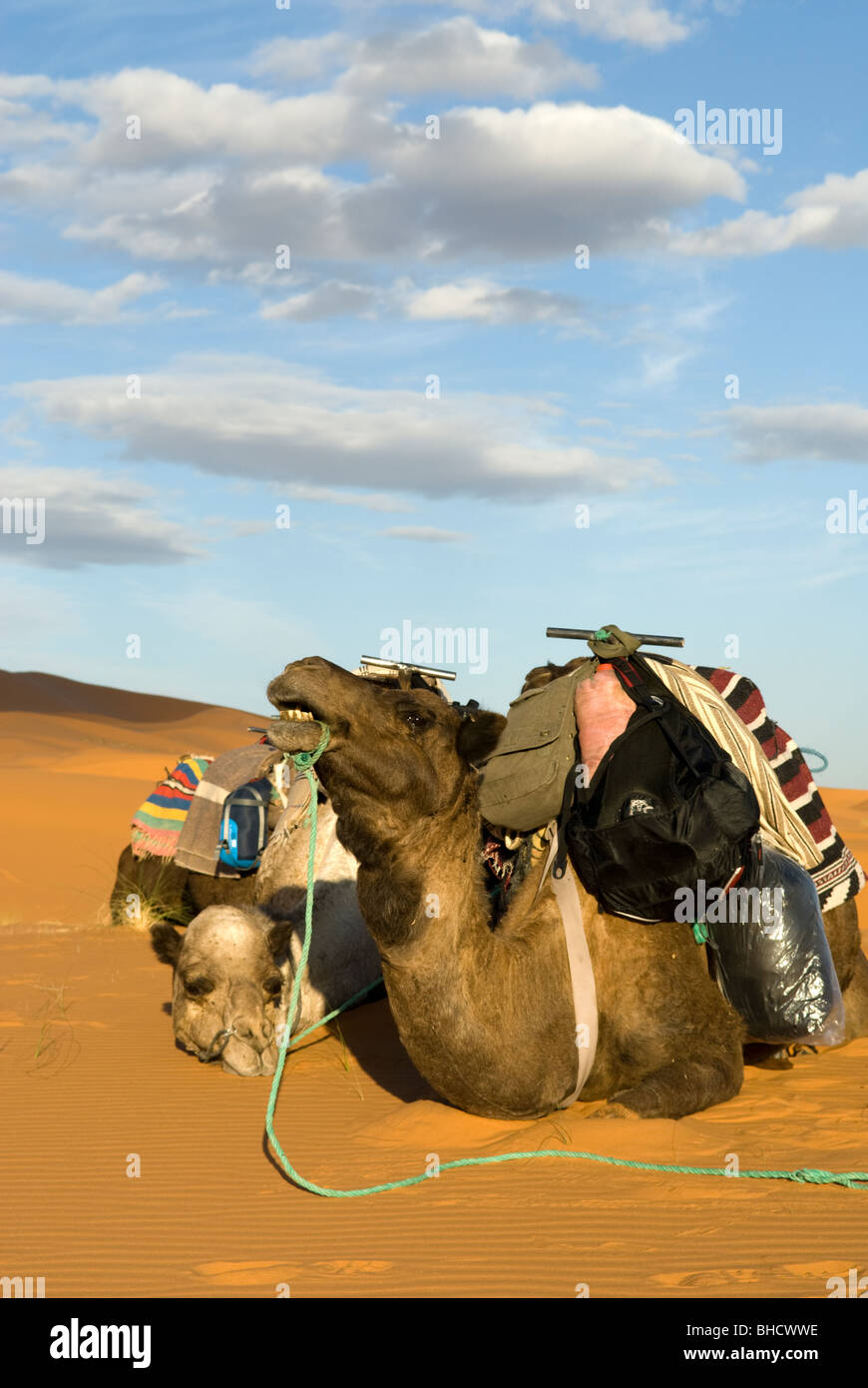 Au repos les chameaux dans le désert du Sahara, Merzouga, Maroc. Banque D'Images