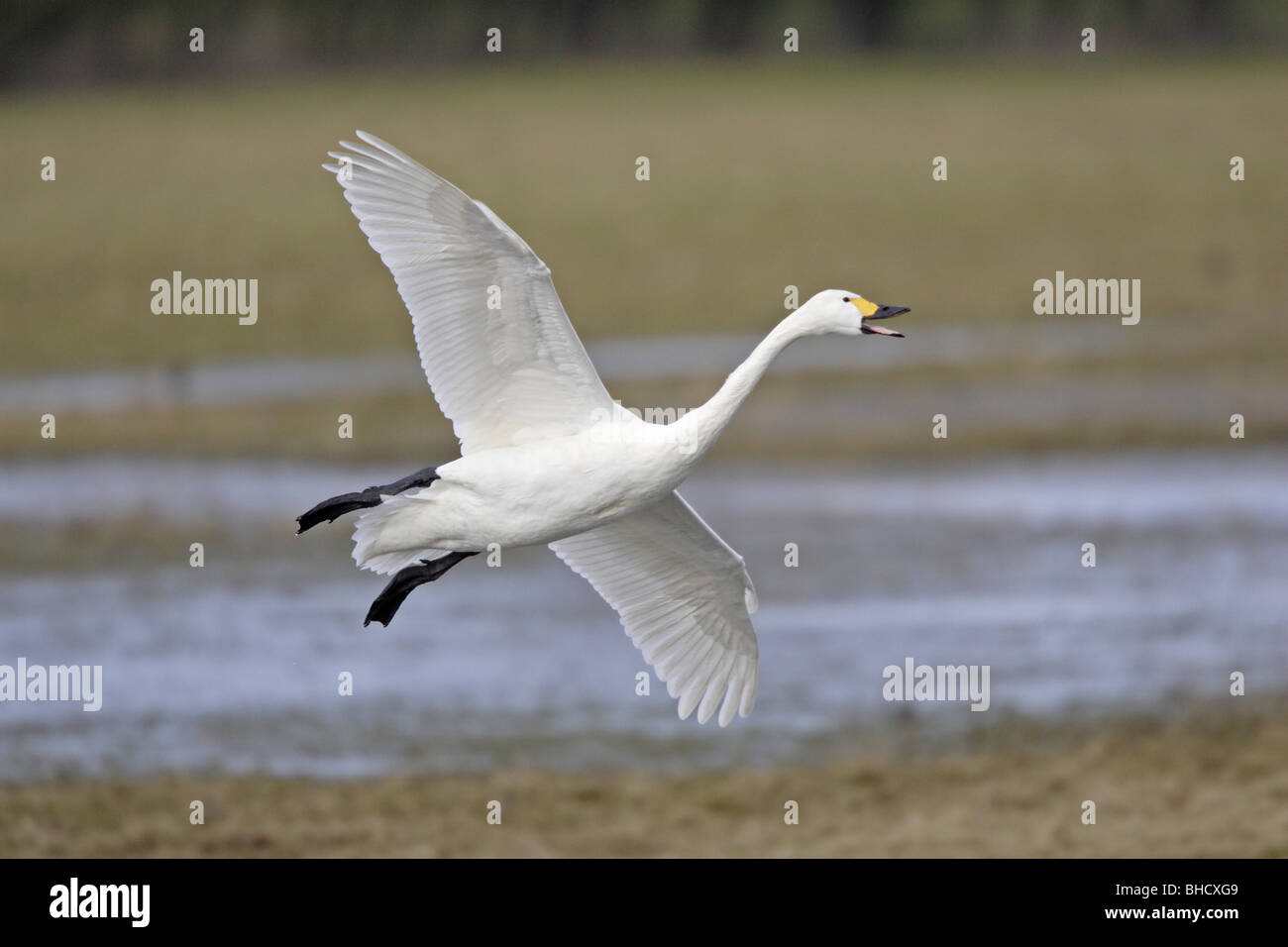 Le cygne de Bewick entrée en terre Banque D'Images