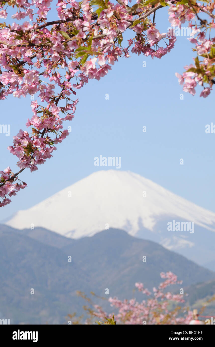 Les cerisiers en fleurs et de Mt. Fuji, Matsuda, préfecture de Kanagawa, Japon Banque D'Images