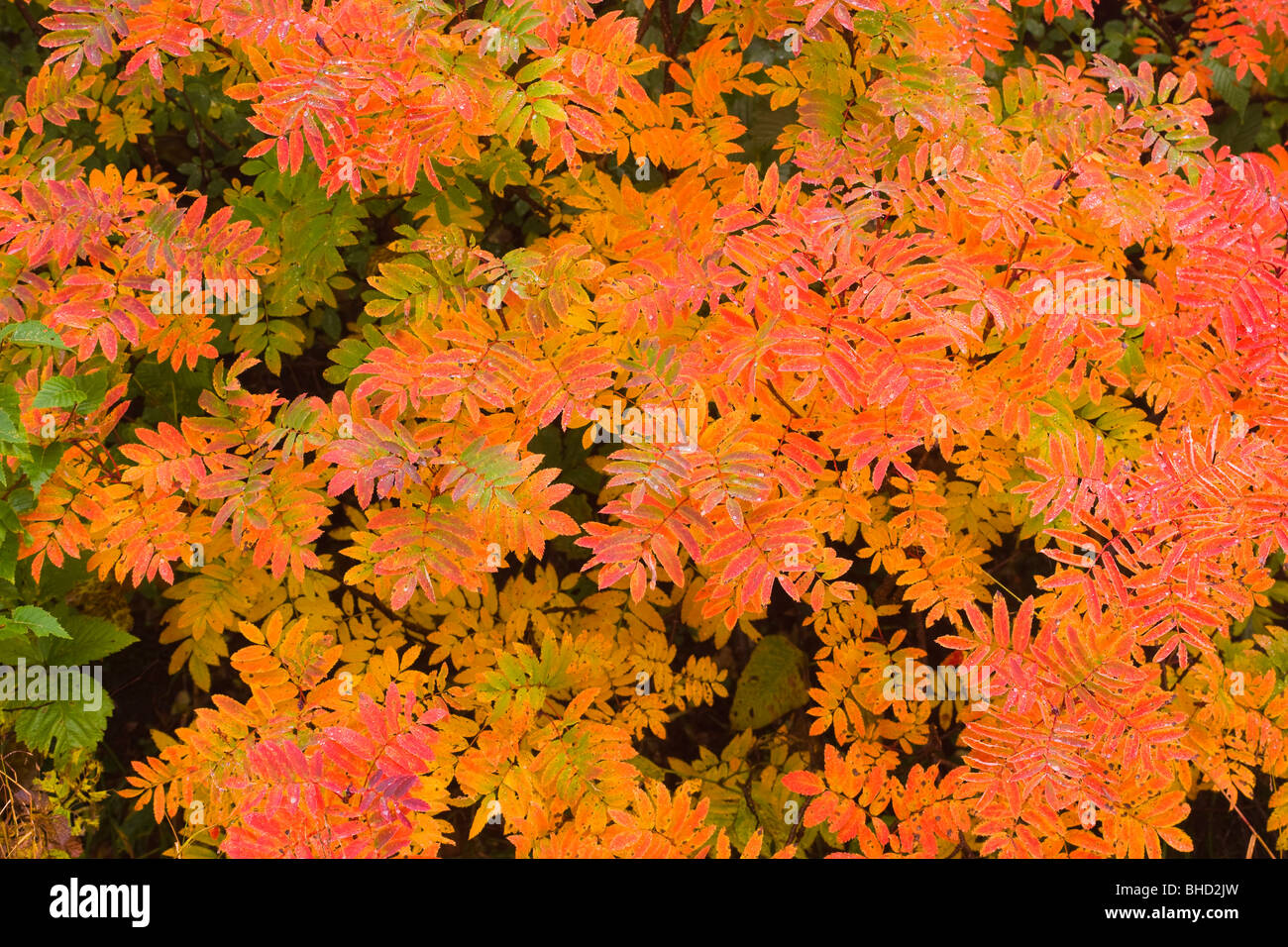 Arbre généalogique Checker au cours de l'automne, Pays montagneux Norikura plateau, Matsumoto, Nagano Prefecture, Japan Banque D'Images