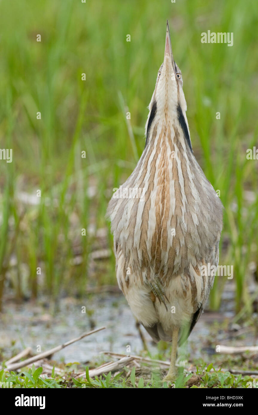Butor (Botaurus lentiginosus) debout, en position de camouflage typique dans l'herbe. Banque D'Images
