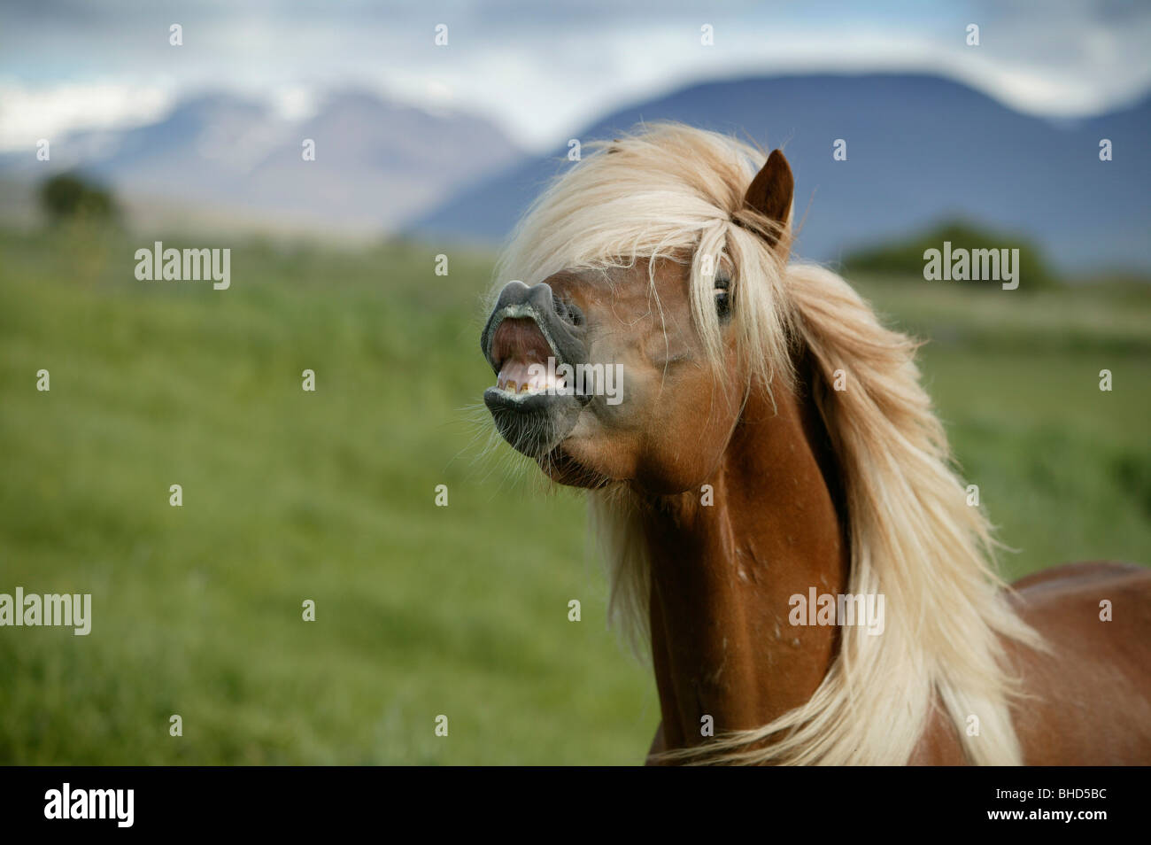 Cheval islandais montrant les dents, l'Islande Banque D'Images