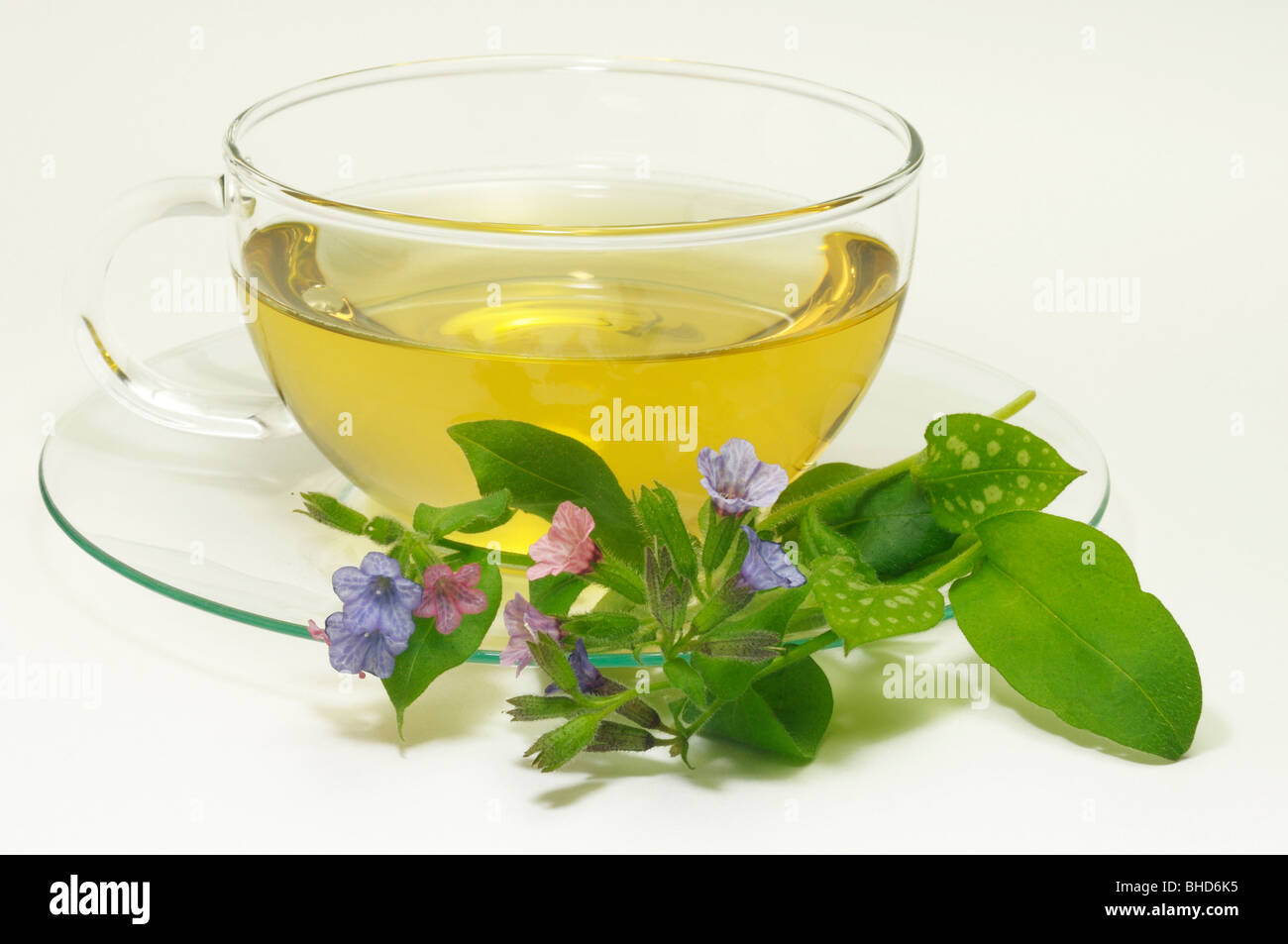 Coucou bleu, herbe de chien tacheté (Pulmonaria officinalis). Une tasse d'infusion avec une tiges florales. Banque D'Images