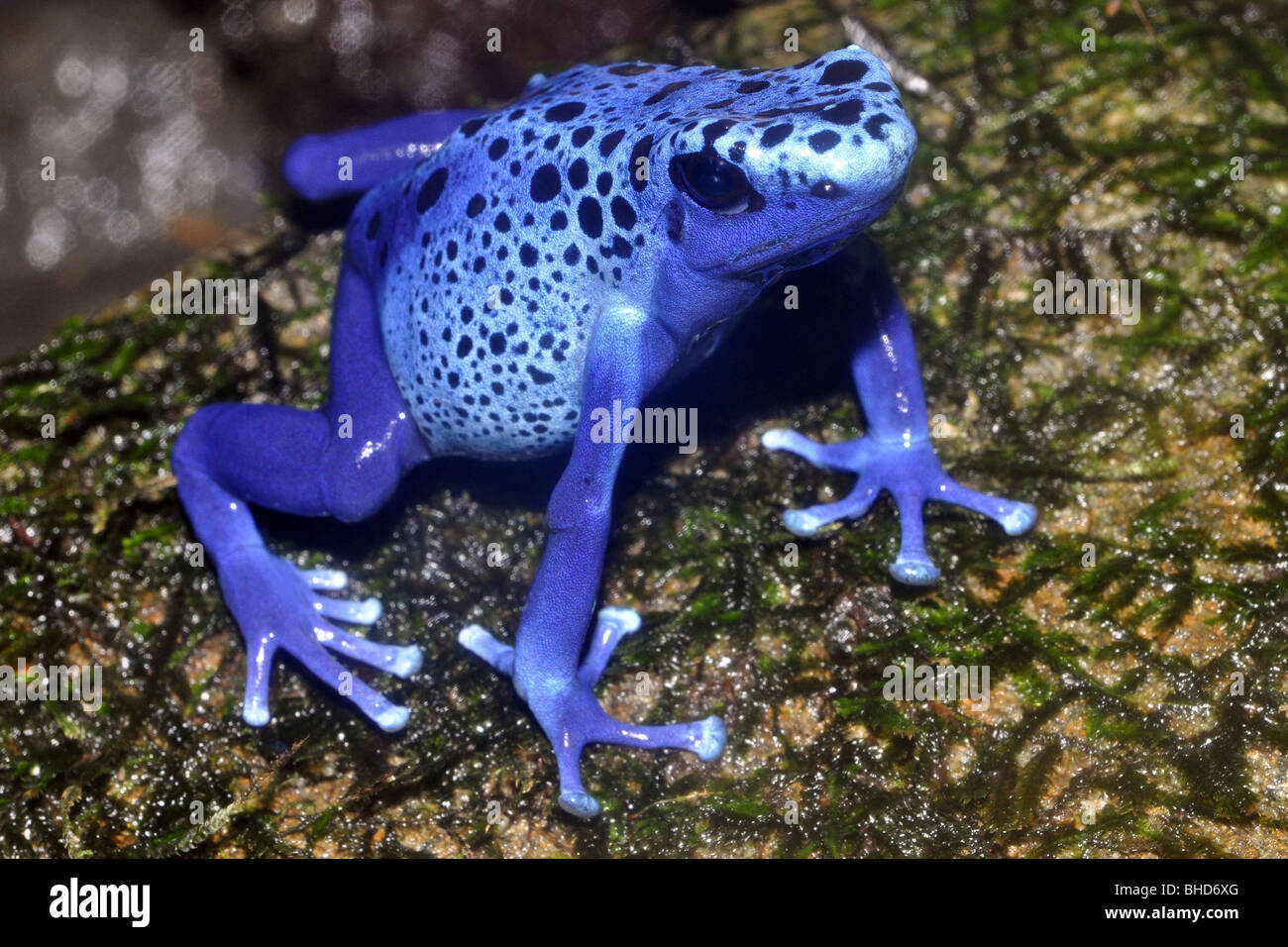 Suriname Poison Arrow Frog ( Dendrobates azureus). En général, un motif grenouille, trouvés parmi les arbres et les rochers couverts de mousse. Banque D'Images