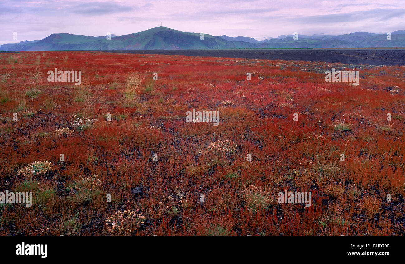 Myrdalssandur plaine d'épandage fluvio-glaciaire, l'Islande Banque D'Images