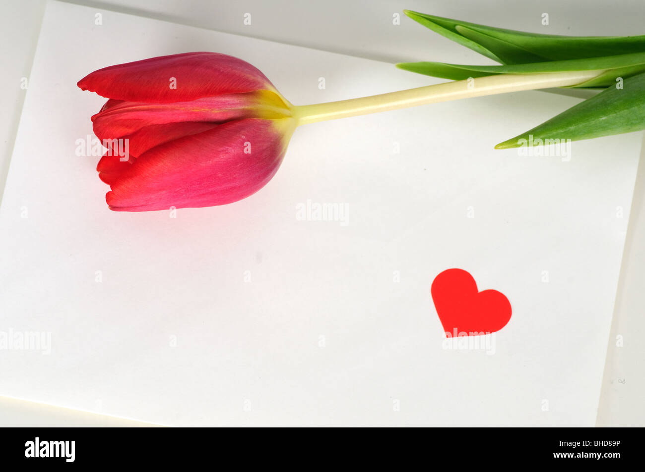 Lettre de la Saint-Valentin avec tulip Banque D'Images