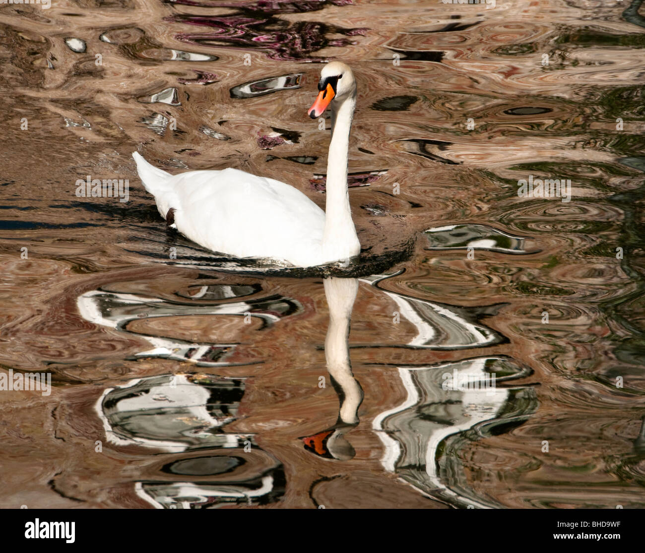 Swan reflétée dans le canal de Bruges, Belgique Banque D'Images