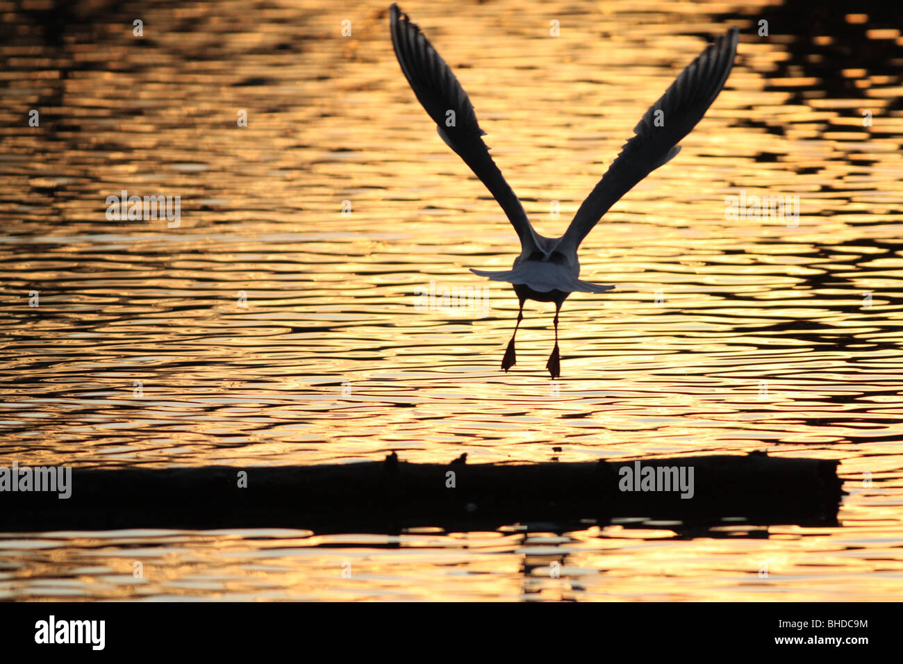 Seagull décolle en vol dans la lumière du soir Banque D'Images