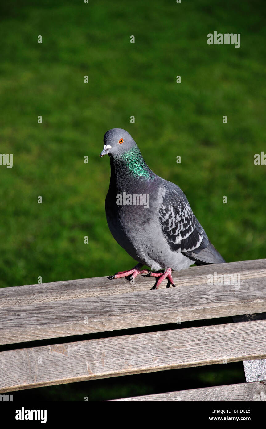 Pigeon sur banc, High Street, Windsor, Berkshire, Angleterre, Royaume-Uni Banque D'Images