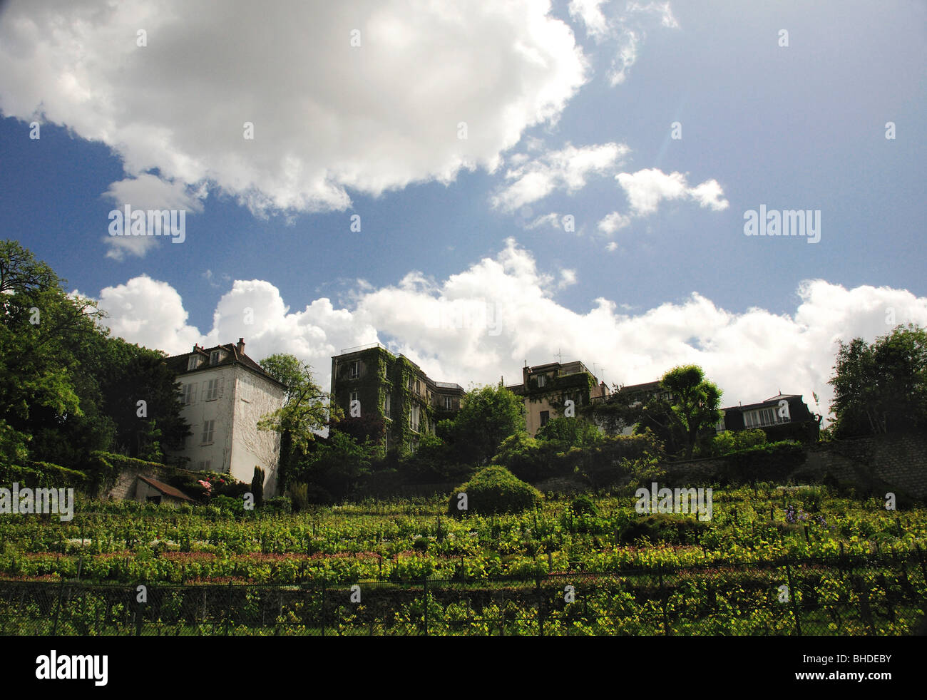 Vignoble à Paris, rue des Saules, Montmartre, Paris, France Banque D'Images