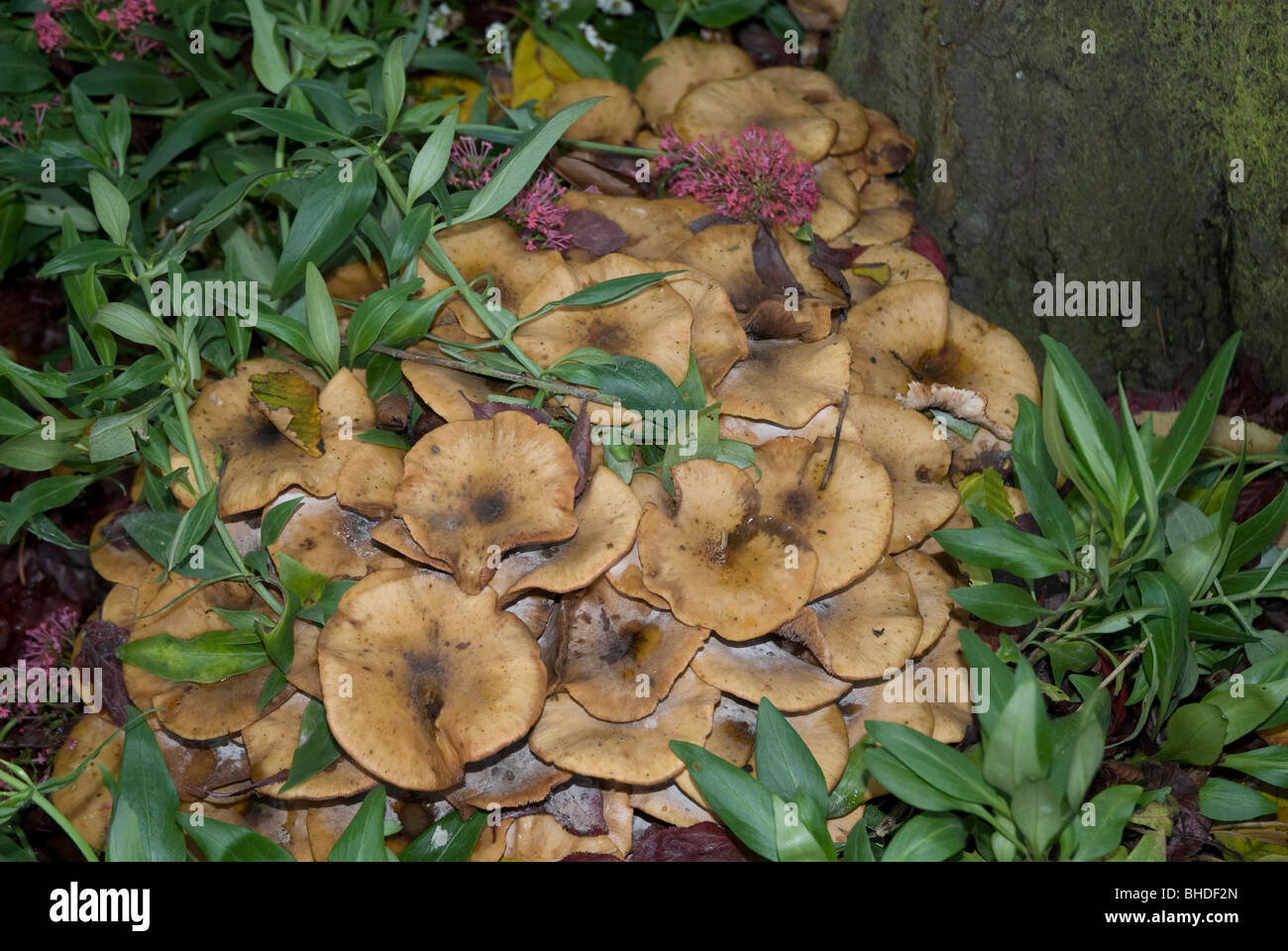 Toadstools dans un jardin d'automne dans l'ouest de Londres Banque D'Images