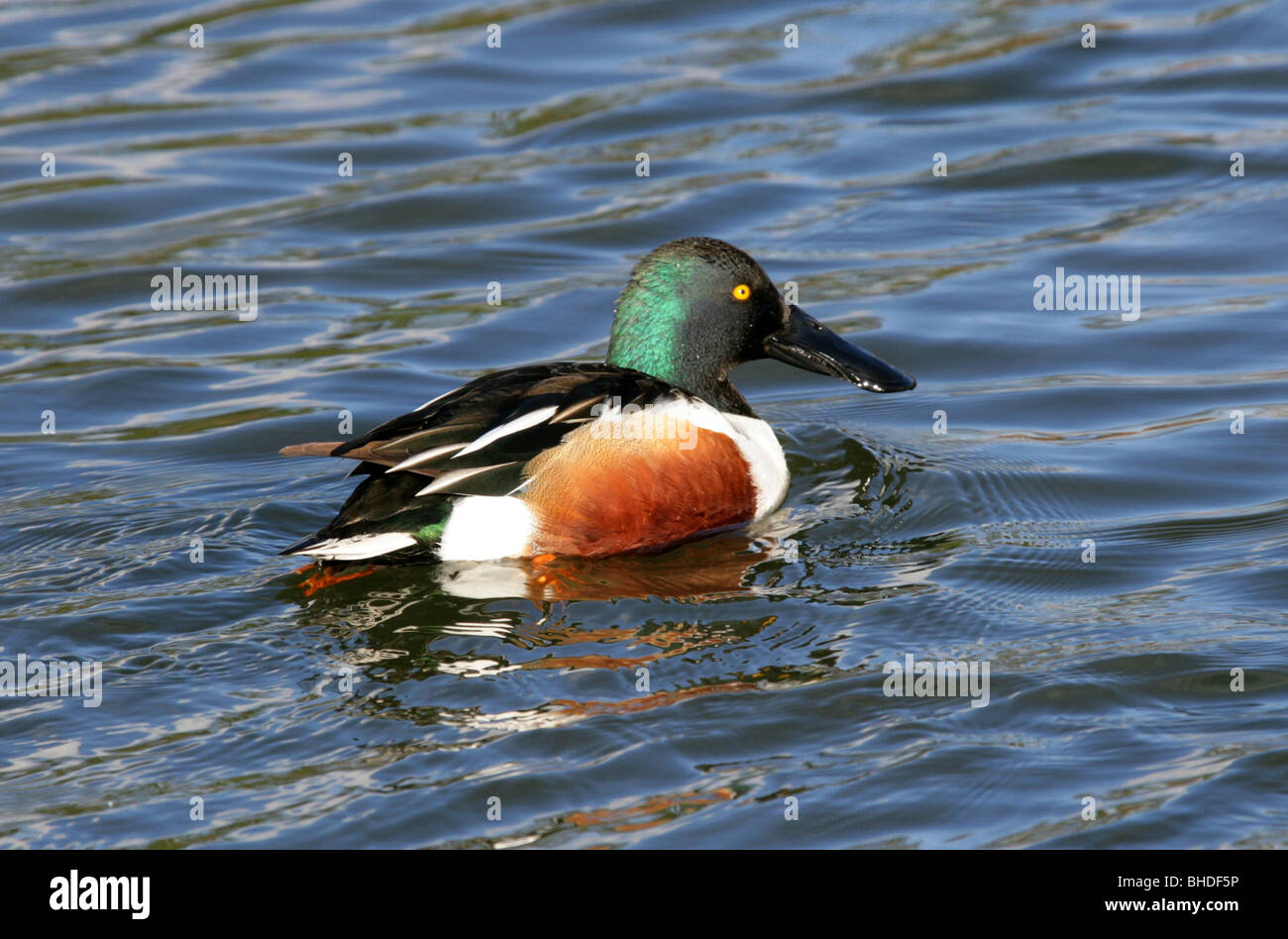 Le Canard souchet, Anas clypeata Canard, Anatidae, UK. Banque D'Images