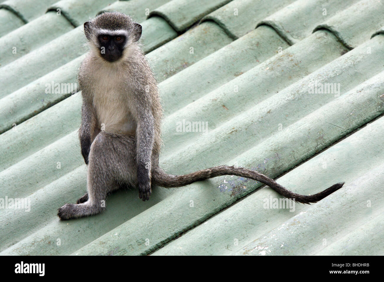 Un singe est assis sur un toit d'une maison Banque D'Images