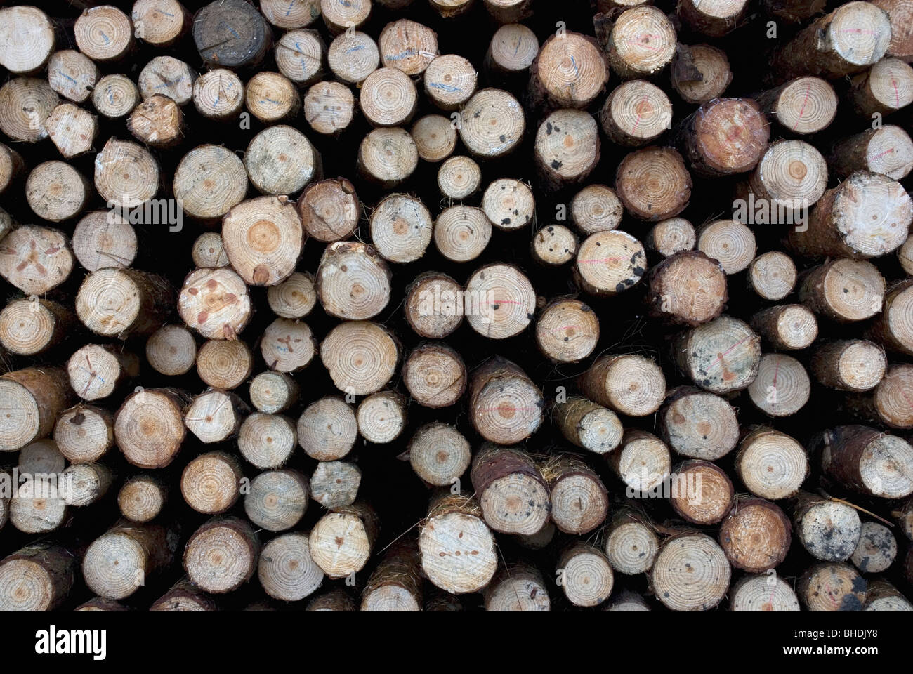 Pile de bois Bois abattu Banque D'Images