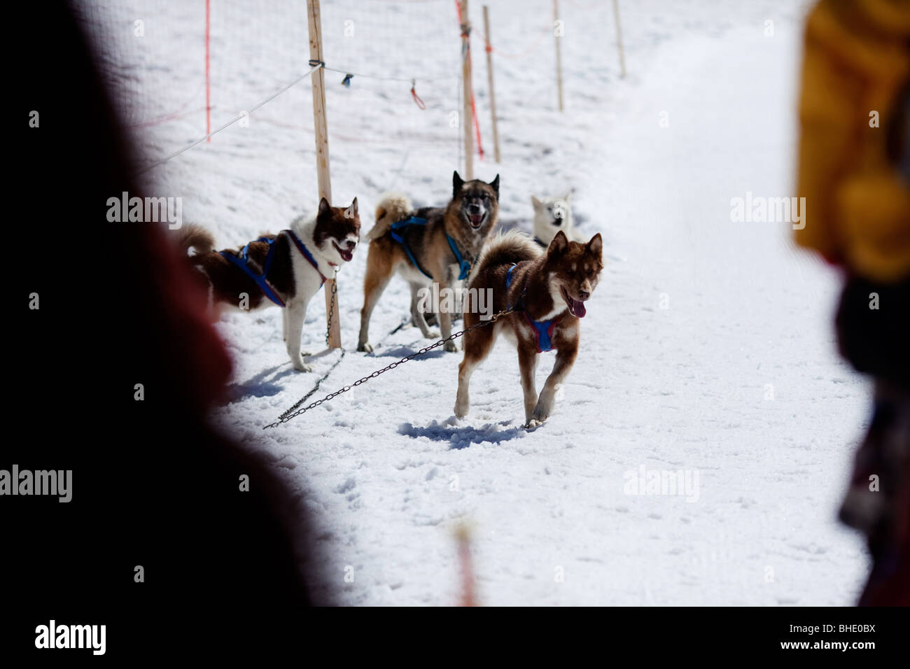 Chiens de traîneau de la neige sur la montagne Jungfrau Jungfraujoch, Rhône-Alpes, Suisse, Europe Banque D'Images