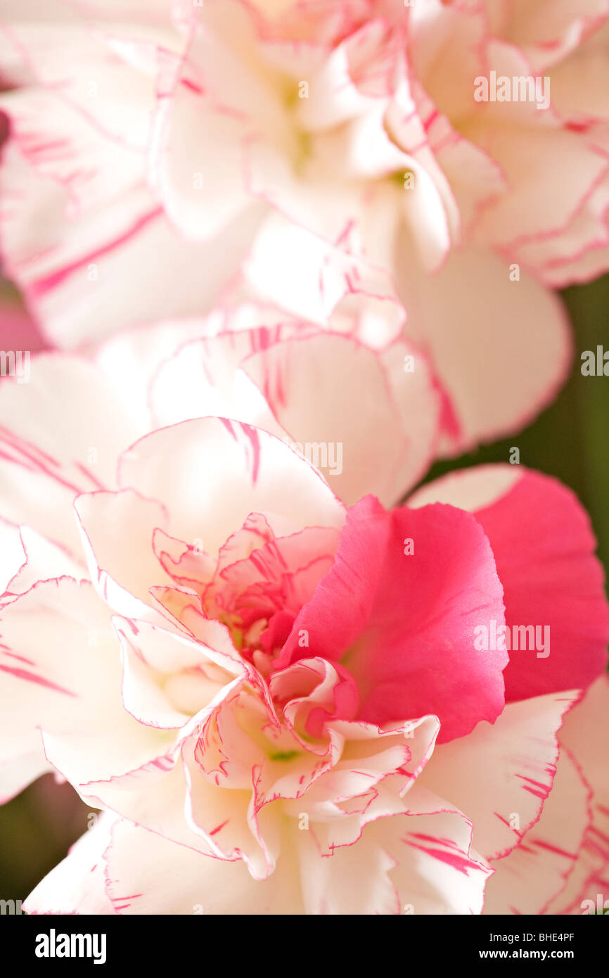 Rose et blanc à rayures roses en fleurs Banque D'Images