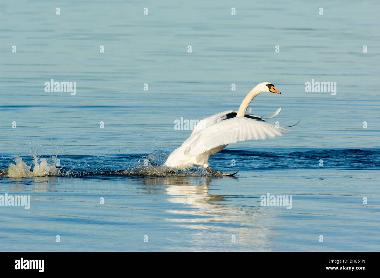 Mute swan (Cygnus olor), vol, l'atterrissage sur l'eau, de l'Écosse. Banque D'Images