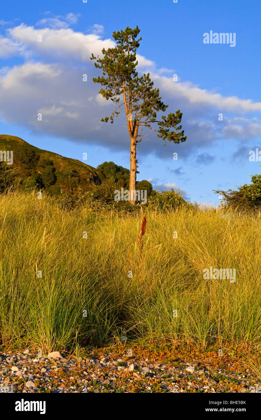 Pin solitaire sur la plage au nord près de Ledaig en Ecosse Oban Argyll montrant Ardmucknish Bay avec ciel bleu Banque D'Images