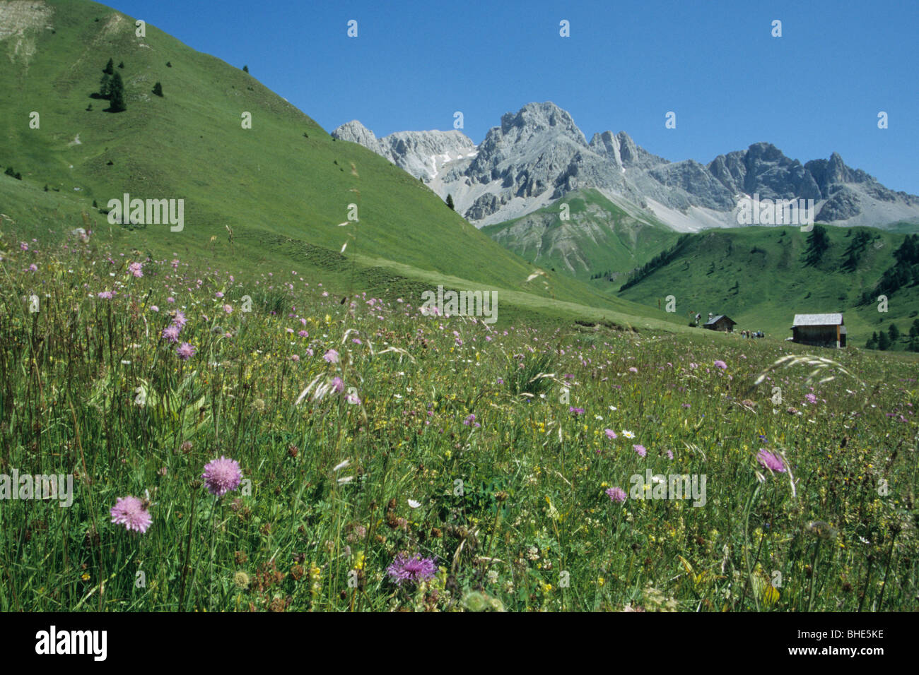 Passo San Pellegrino, moena, Marmolada, groupe val di fassa, Dolomites, l'unesco, le Trentin, Italie Banque D'Images