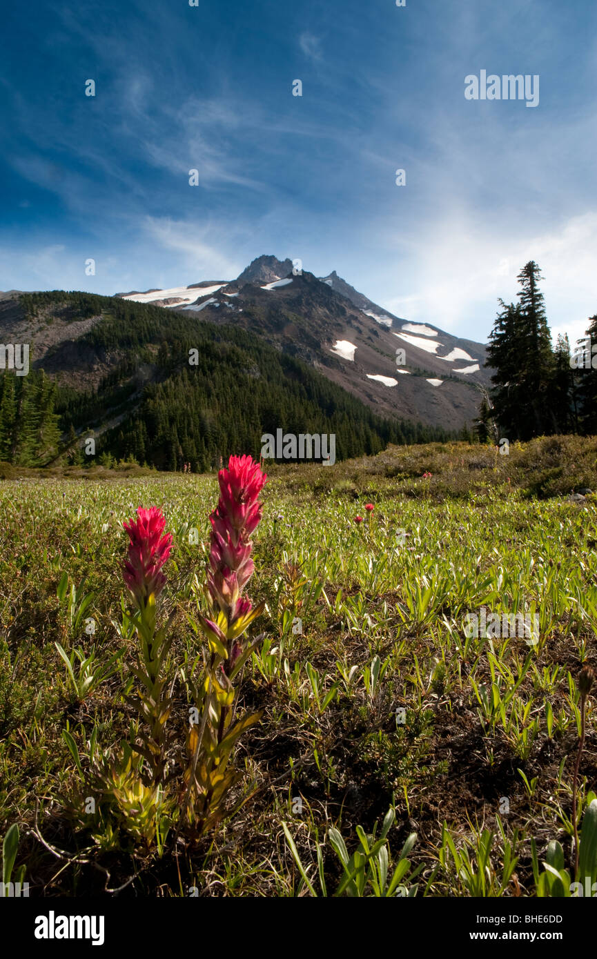 Mt. Jefferson, Oregon Cascades, Jefferson Park, l'ancolie dans le champ Banque D'Images