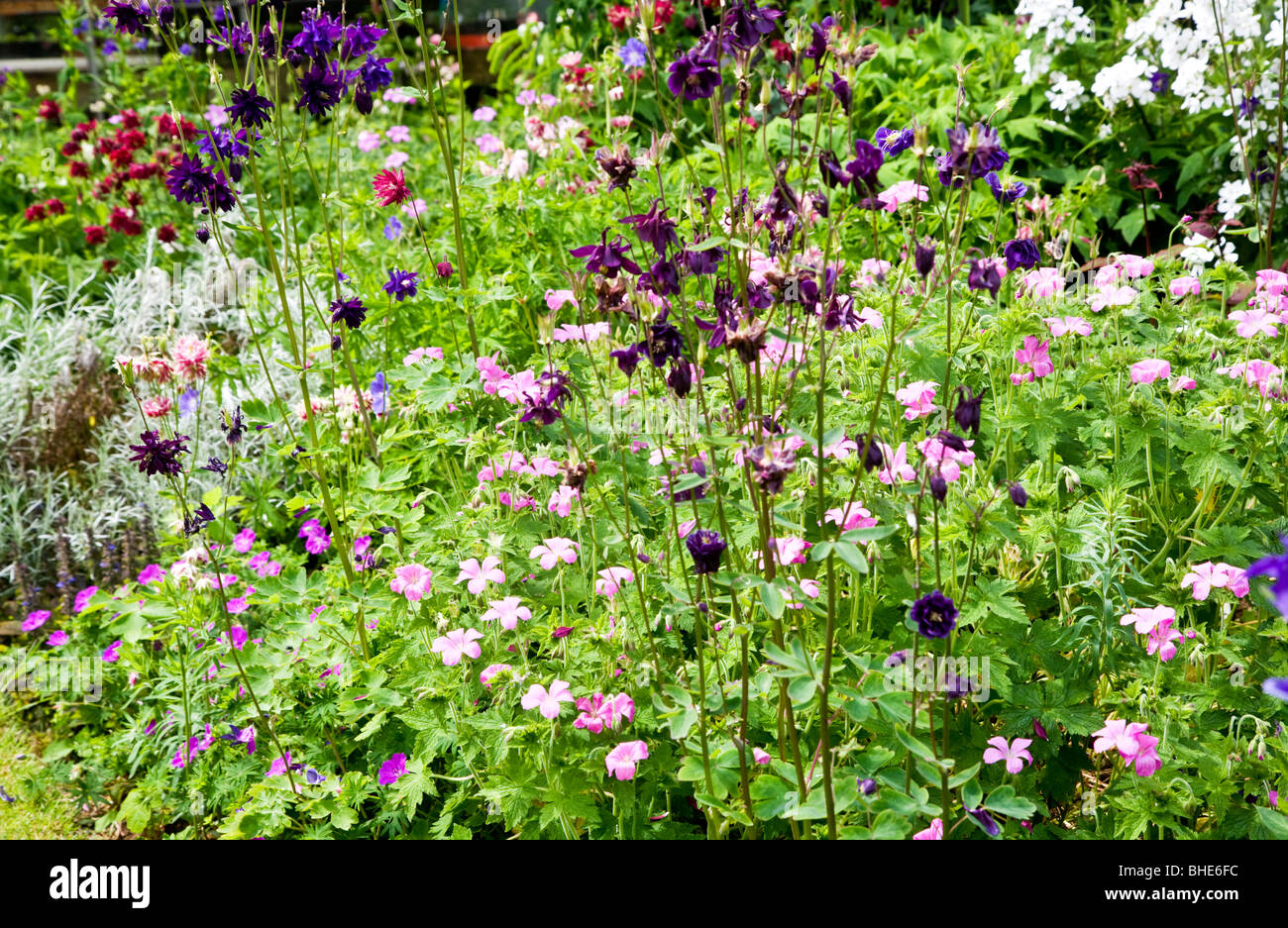 Frontière d'été de l'aquilegia, sweet rocket et le géranium dans un jardin de campagne anglaise. Banque D'Images