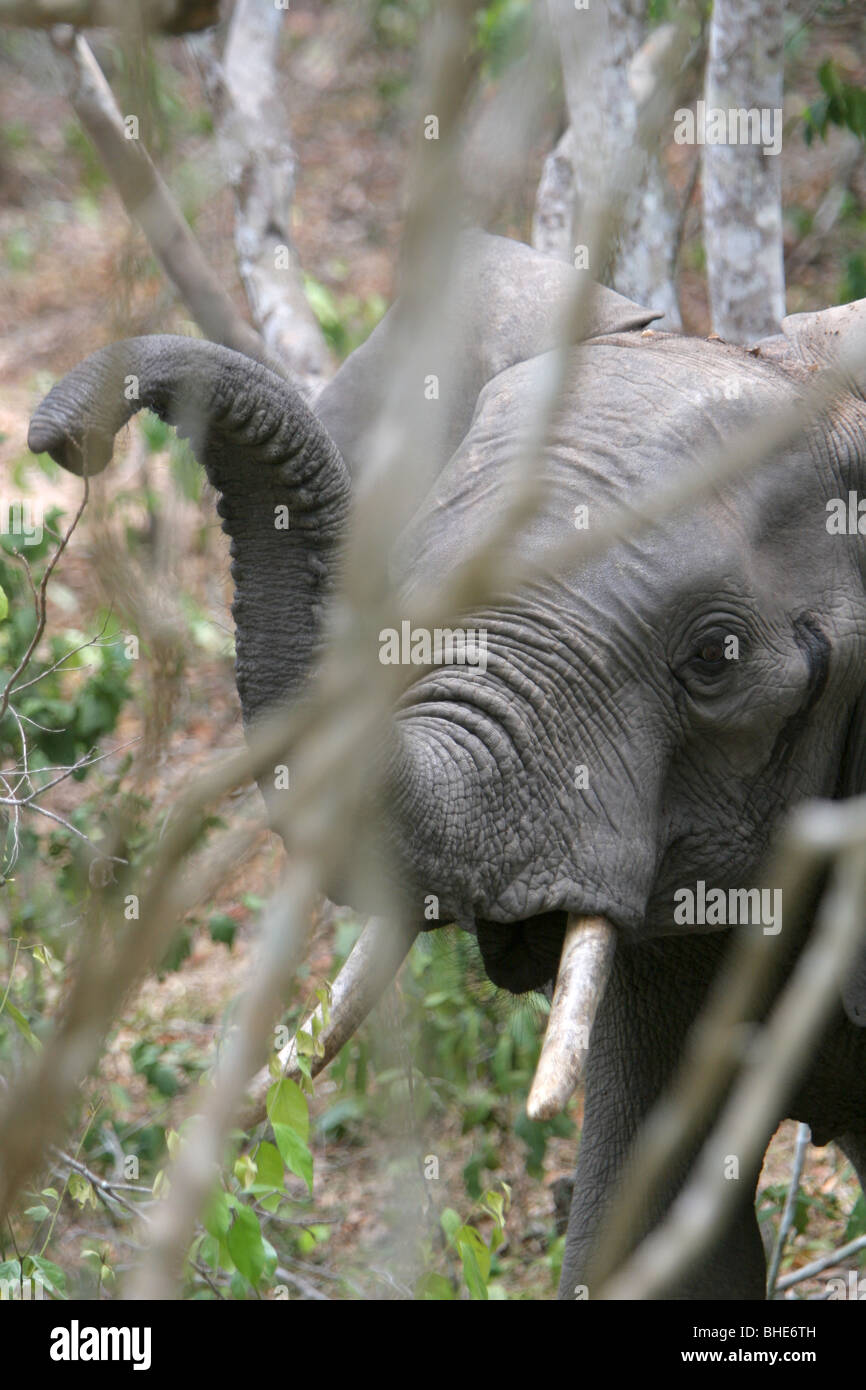 Éléphant de forêt à Shimba Hills National Reserve, Kenya Banque D'Images