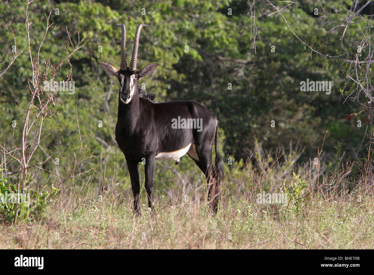 Hippotrague (Hippotragus niger), le site Shimba Hills National Reserve, Kenya Banque D'Images