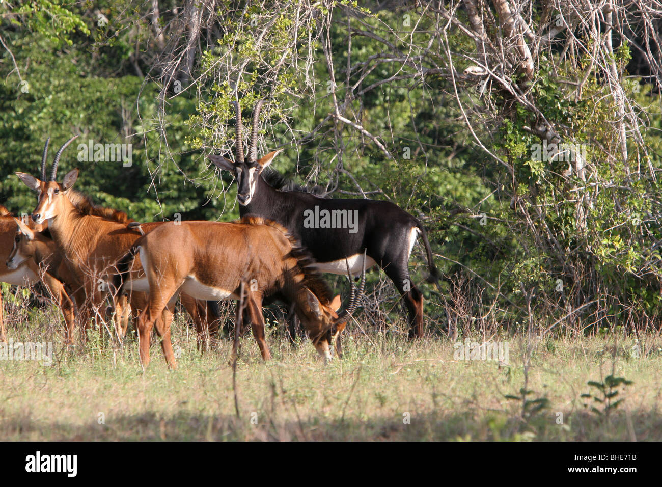 Hippotrague (Hippotragus niger), le site Shimba Hills National Reserve, Kenya Banque D'Images
