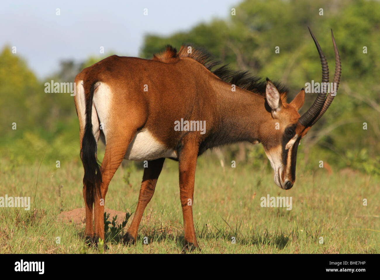 Hippotrague (Hippotragus niger), le site Shimba Hills National Reserve, Kenya Banque D'Images