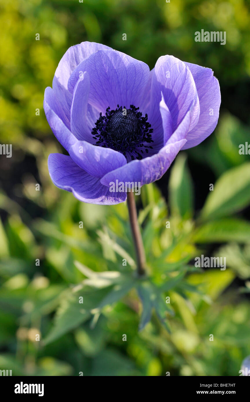 Anémone coronaria anémone de printemps (animo blue') Banque D'Images