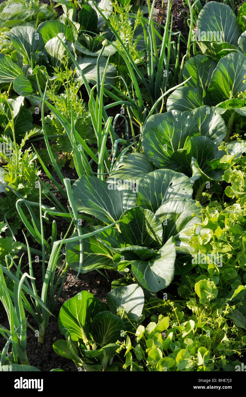 La moutarde chinoise (Brassica juncea), jardin l'oignon (Allium cepa) et le pac choi (Brassica rapa subsp. chinensis) Banque D'Images