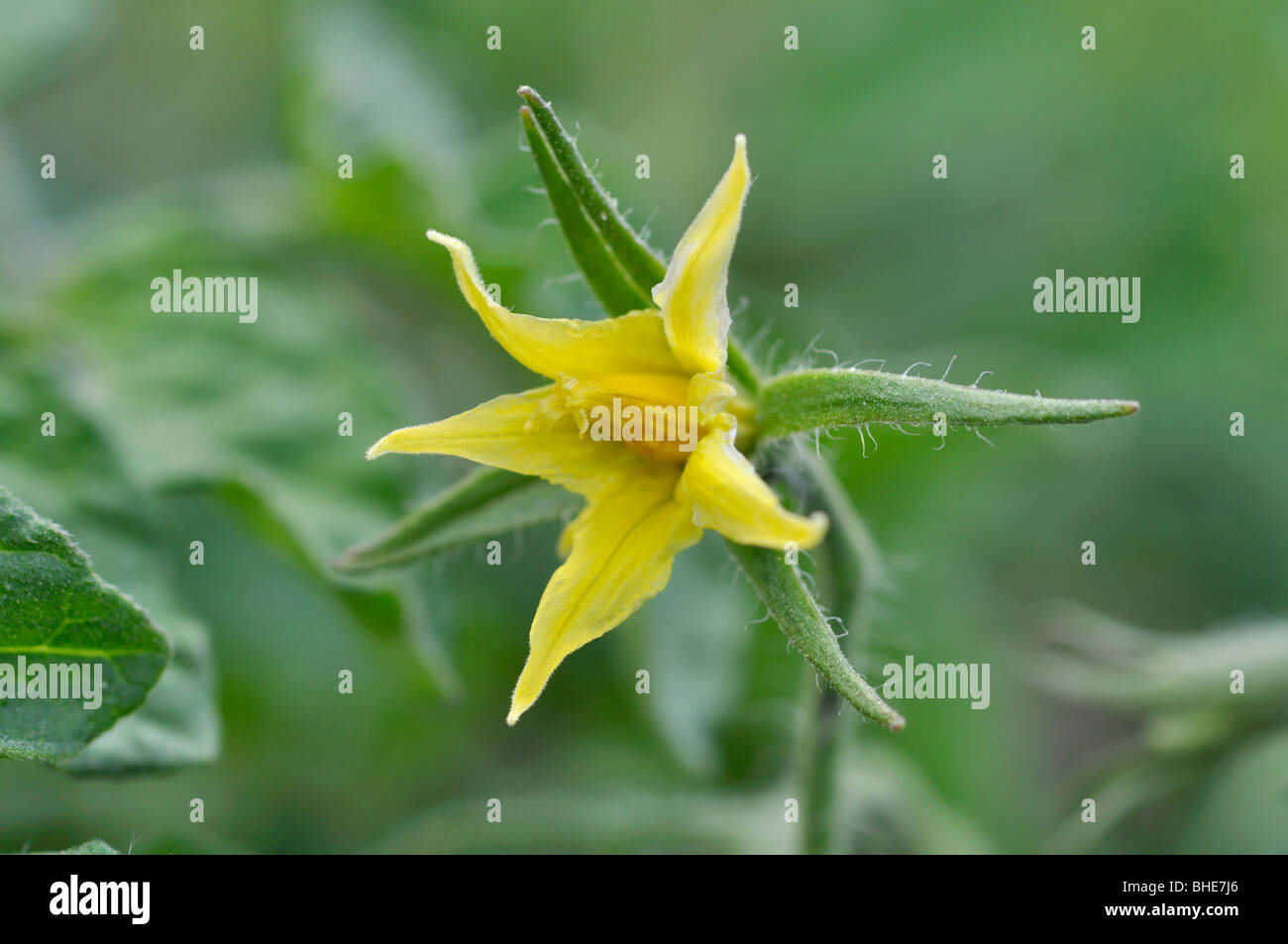 La tomate (Lycopersicon esculentum) Banque D'Images