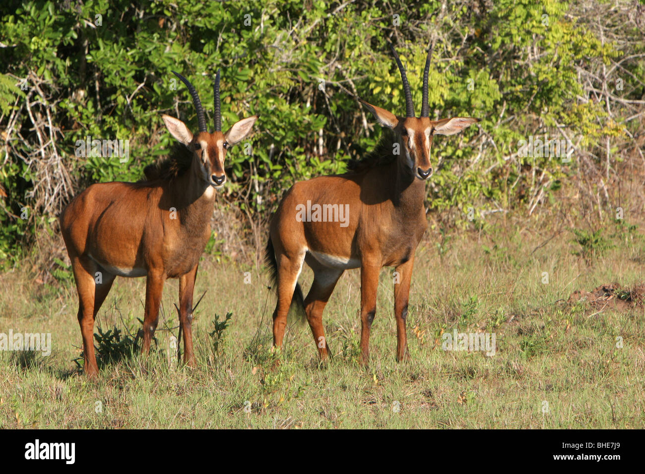 Hippotrague (Hippotragus niger), le site Shimba Hills National Reserve, Kenya Banque D'Images