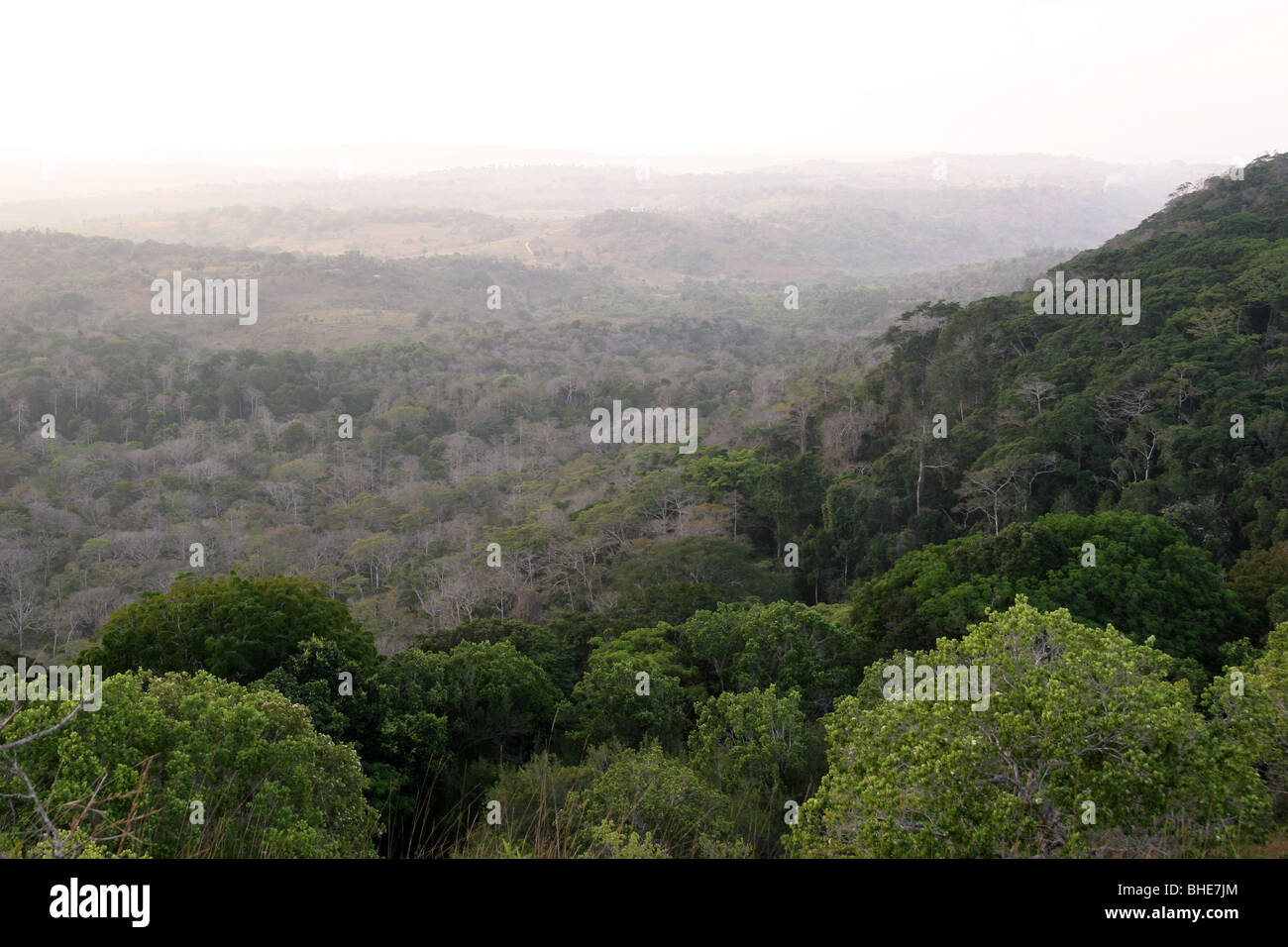L'aube dans la forêt tropicale de la réserve nationale de Shimba Hills, au Kenya. Banque D'Images